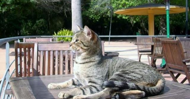 Saiba como educar seu gato de maneira eficiente e acabe com o tabu de que gatos não podem ser ensinados ou treinados