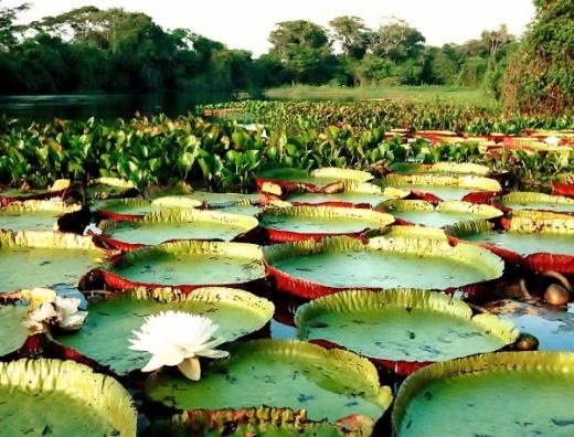 Foto do Pantanal e o Refúgio Ecológico Caiman