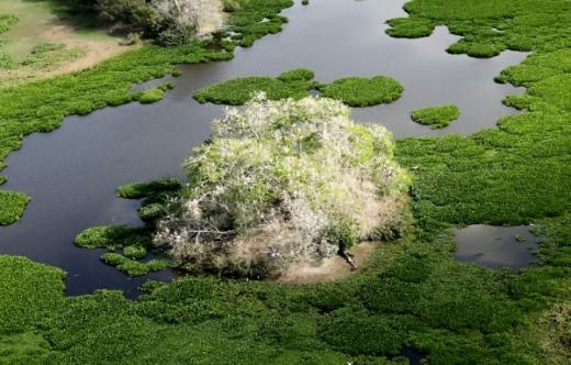 Pantanal e o Refúgio Ecológico Caiman - Brasil