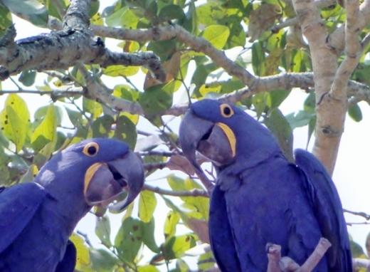 Fotos do Pantanal - Brasil