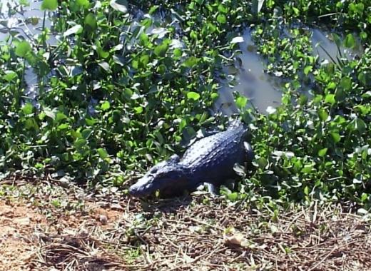 Foto do Pantanal e o Refúgio Ecológico Caiman