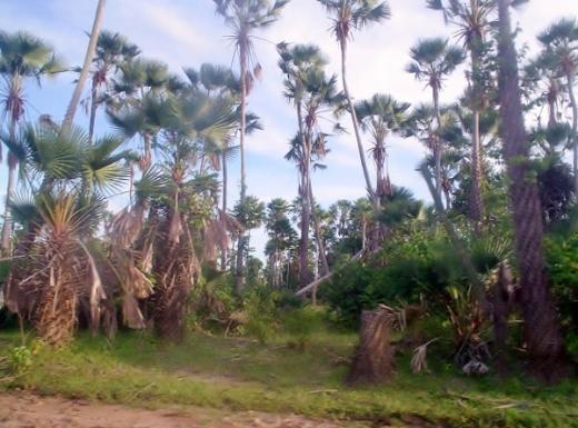Imagens do Pantanal - Brasil