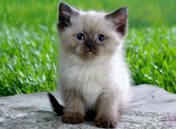 Filhote de gato: quando e como os gatos aprendem