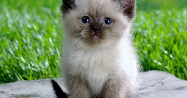 Filhote de gato: quando e como os gatos aprendem