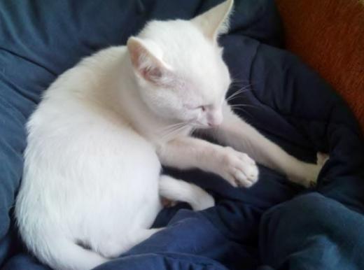 Saiba como seu gato demonstra afeto por você
