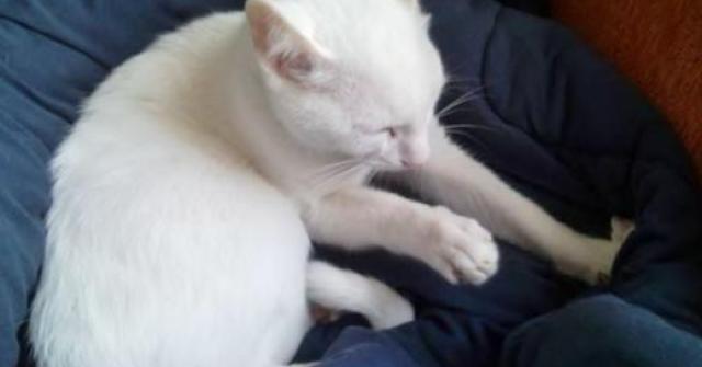 Conheça algumas peculiaridades dos gatos e saiba como os gatos demonstram carinho