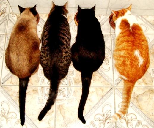 Gatos gordos: saiba o que leva seu gato a comer demais