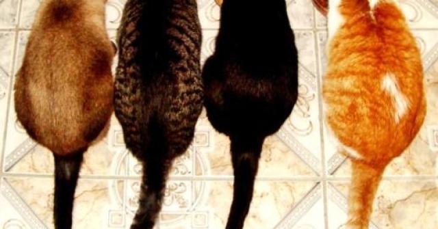 Comer demais faz mal, gera obesidade e pode causar sérias doenças nos gatos, saiba como evitar esse mal