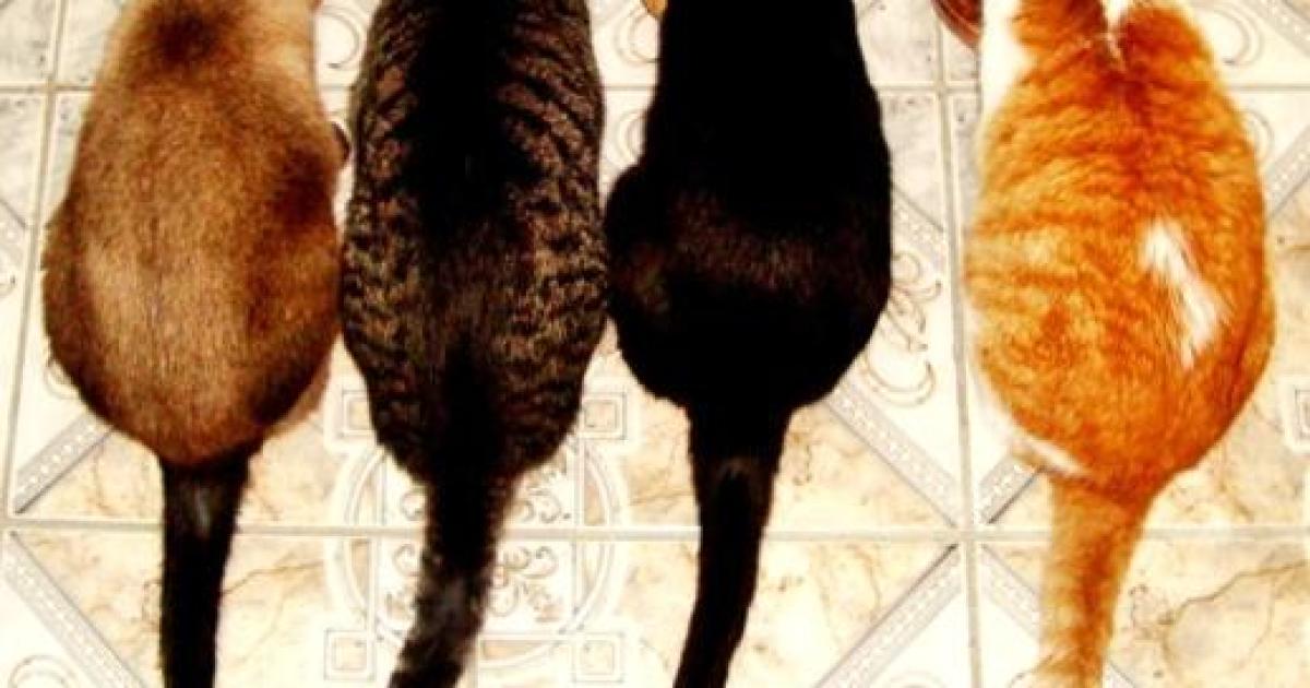 Gatos gordos: saiba o que leva seu gato a comer demais
