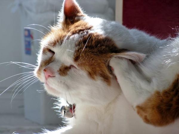 Cuidados com gatos: saiba examinar seu gato e evite problemas