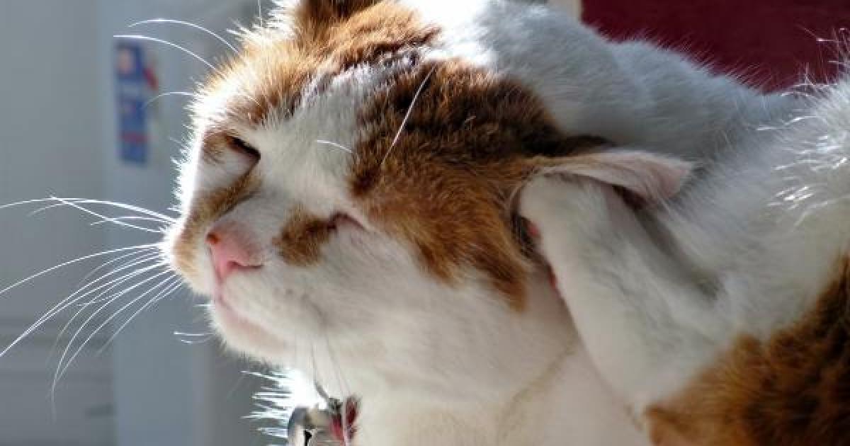 Cuidados com gatos: saiba examinar seu gato e evite problemas
