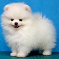 Fotos da raça de cachorro Spitz Alemão