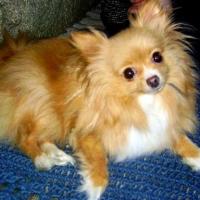Imagem de cachorro Spitz Alemão