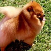 Cachorro Spitz Alemão Foto