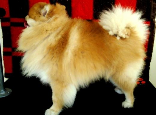 Fotos da raça de cachorro Spitz Alemão
