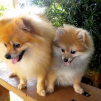 Fotos de cachorro Spitz Alemão