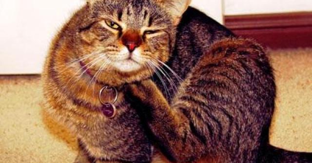 Conheça os parasitas que podem alojar em seu gato e no ambiente, saiba o que fazer para eliminar as pulgas