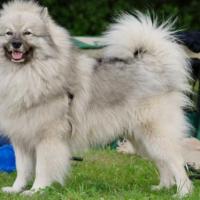 Imagem de cachorro Spitz Alemão