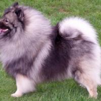 Imagem de Spitz Alemão