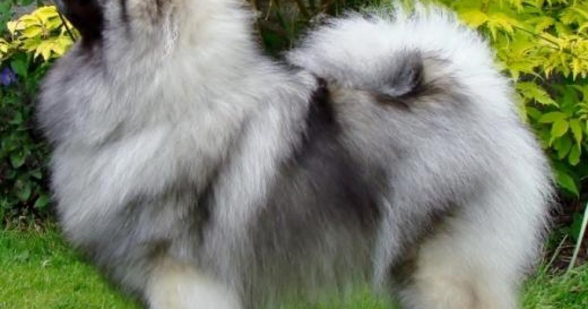 Cachorro Spitz Alemão