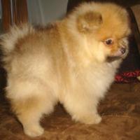 Foto de filhote de Spitz Alemão