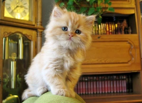 Adestramento: Três dicas para ensinar seu gato o comando pare