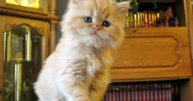 Aprenda alguns truques para ensinar seu gato e evite que seu gato pule em mesas ou chegue perto de objetos perigosos