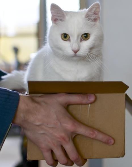A melhor maneira de pegar um gato no colo