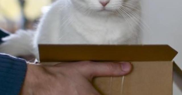 Tenha bastante cuidado ao pegar seu gato no colo, por mais flexíveis que pareçam os gatos são frágeis e sensiveis