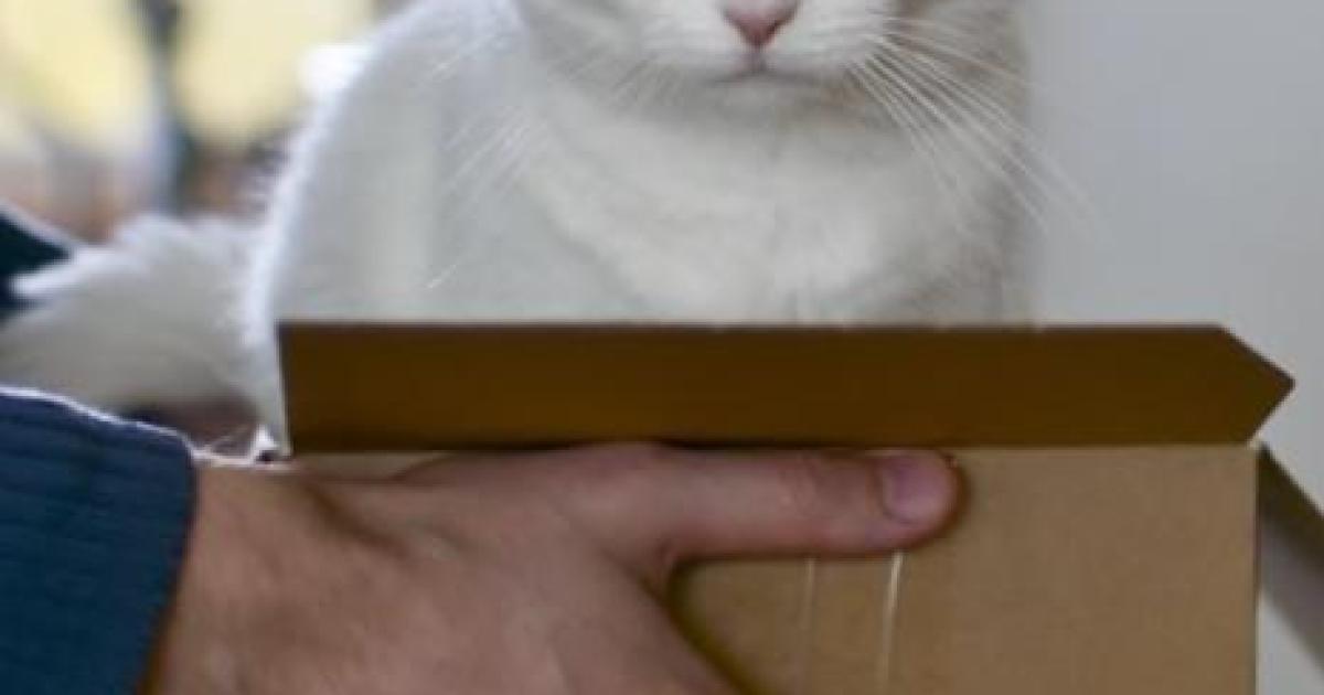 A melhor maneira de pegar um gato no colo