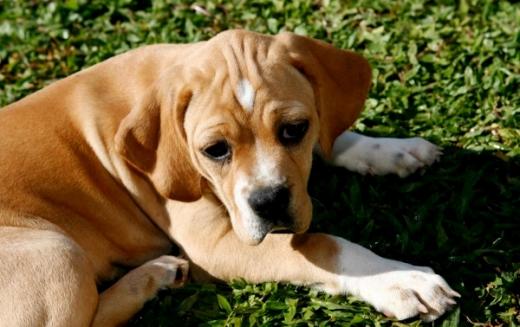 Fotos Cachorro Perdigueiro