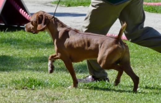 Fotos da raça de cachorro Perdigueiro