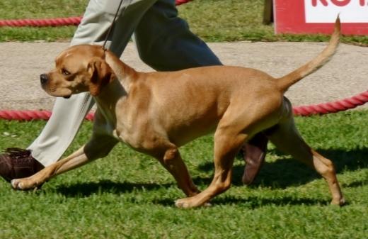 Imagem do cachorro Perdigueiro