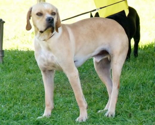 Imagem do cão Perdigueiro