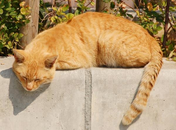 Quais as mudanças no comportamento após a castração dos gatos