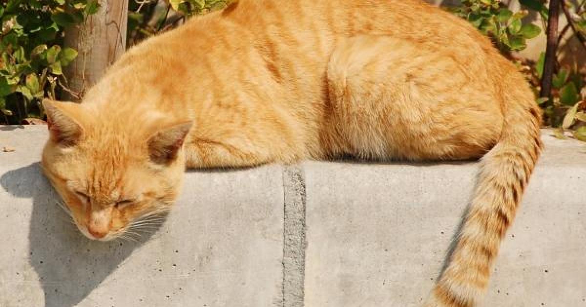 Quais as mudanças no comportamento após a castração dos gatos