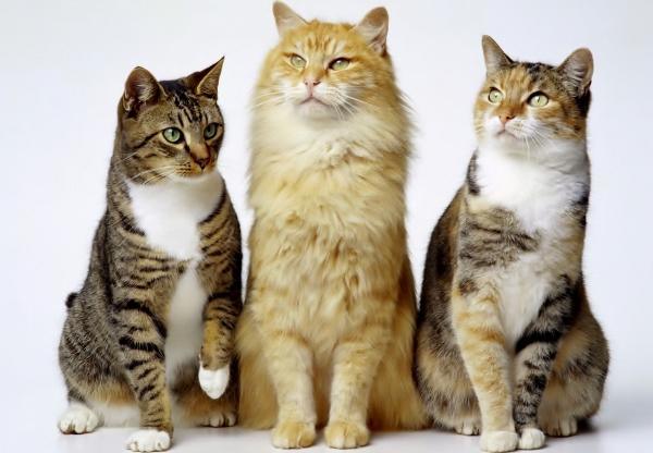 Conheça as origens dos gatos e como foram domesticados