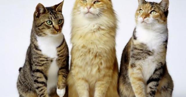 Apesar de domesticados, os gatos têm caráter e instintos naturais de um felino, saiba mais da história dos gatos