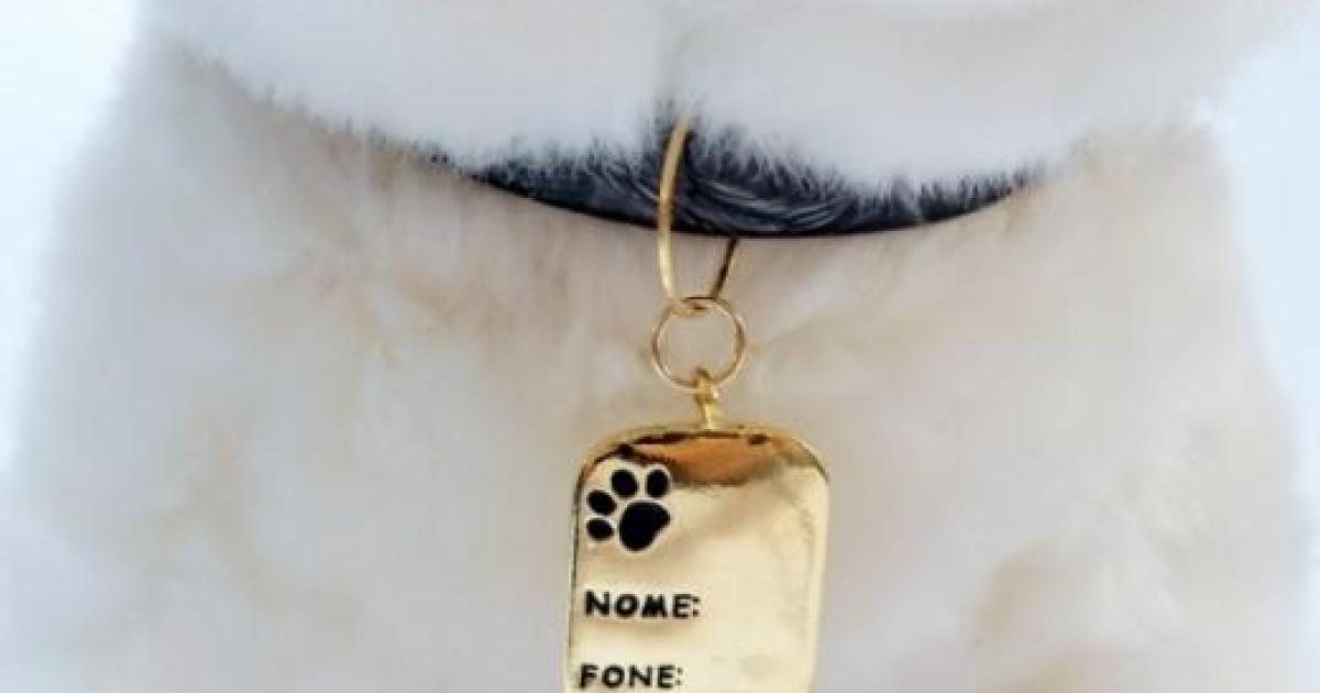 Cachorros e gatos: microchip, coleira e tatuagem em animais