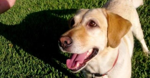 Com um método simples você ensina seu cão a sentar, o adestramento inclui atração e recompensa