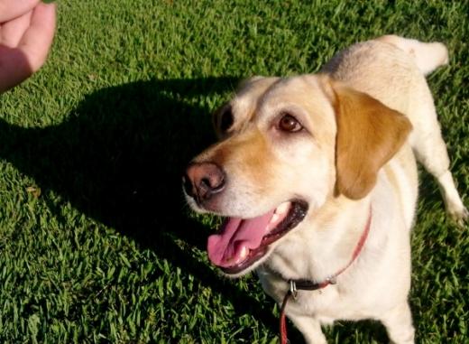 Fotos de cachorro adestramento
