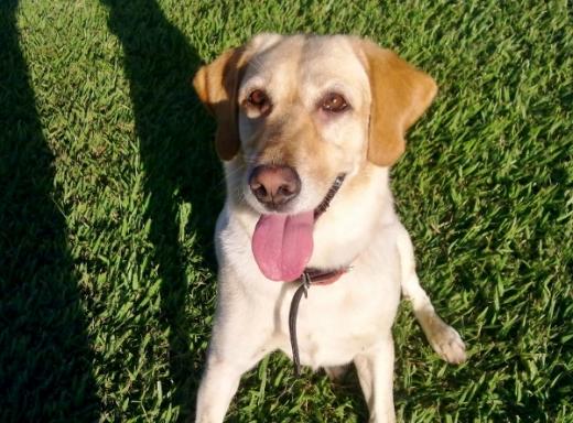 Fotos de cachorro adestramento