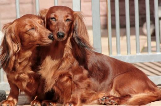 Raça de cachorro Teckel de Pelo Longo