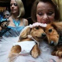 Fotos de casamento de cachorro