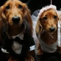 Fotos de casamento de cachorro