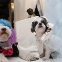 Fotos de casamento de cachorro