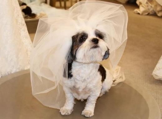 Fotos de casamento de cachorro