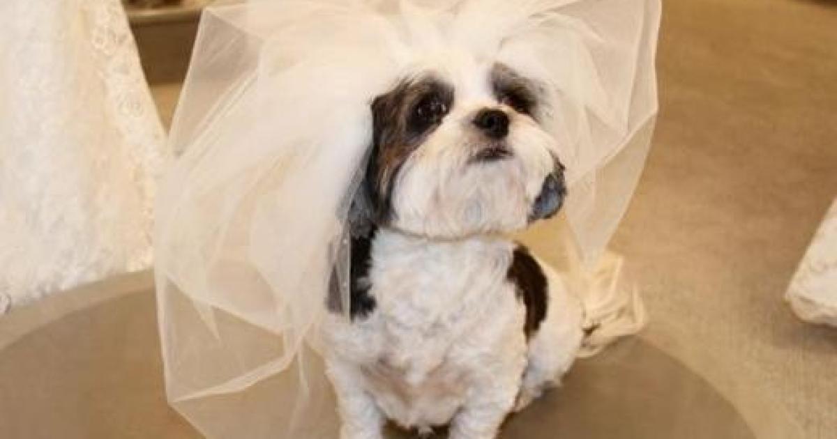 Fotos de casamento de cachorro