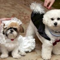 Fotos de casamento de cachorro