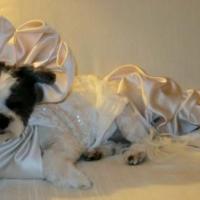 Fotos de casamento de cachorro